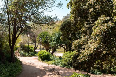 Dolambaçlı parkın manzarası. Parktaki yeşil ağaçlar ve çalılar