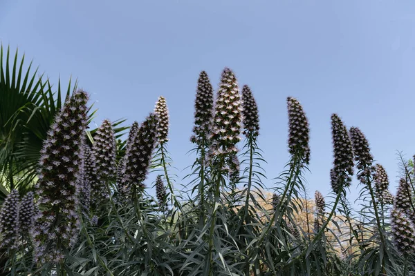 Lupin Mavi Gökyüzünde Çiçek Açan Lupin Tarlası Bahar Çiçekleri Açıyor — Stok fotoğraf