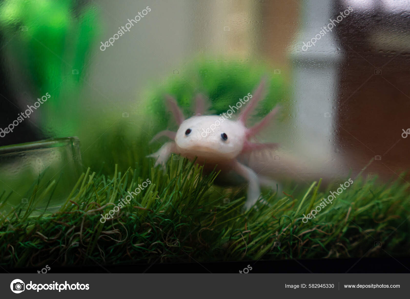 Baby Axolotl Stock Photos Royalty Free Baby Axolotl Images Depositphotos
