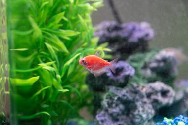 Bitkiler ve mercan resifleri arasında balık akvaryumunda yüzen glo balığı tetrası
