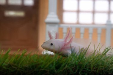 Küçük Axolotl (Ambystoma mexicanum) akvaryumda çimlerin üzerinde yürüyor. Akvaryumdaki bebek amfibiler ya da semenderler