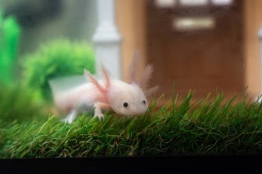 Küçük Axolotl (Ambystoma mexicanum) akvaryumda çimlerin üzerinde yürüyor. Akvaryumdaki bebek amfibiler ya da semenderler