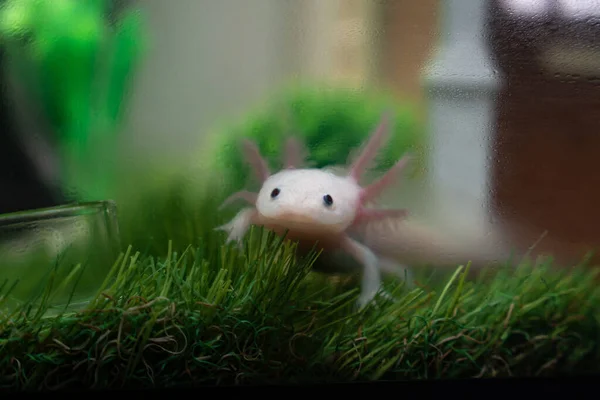 Küçük Axolotl (Ambystoma mexicanum) akvaryumda çimlerin üzerinde yürüyor. Akvaryumdaki bebek amfibiler ya da semenderler