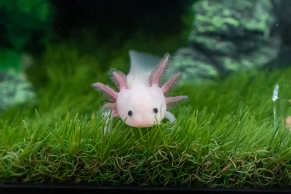 Küçük Axolotl (Ambystoma mexicanum) akvaryumda çimlerin üzerinde yürüyor. Akvaryumdaki bebek amfibiler ya da semenderler
