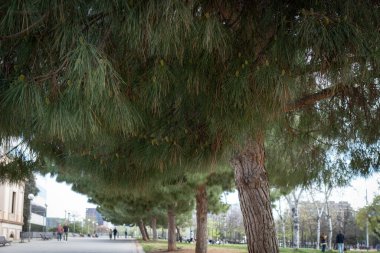 Barcelona, İspanya 'da parkın yanındaki çam ağaçlarını kapatın.