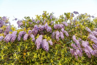 Düşük açılı, gökyüzünde açan mor çiçekli leylak çalısı manzarası