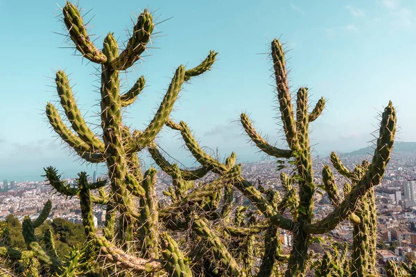 Close Big Cacti Many Sharp Thorns Barcelona City Background City — Stock fotografie