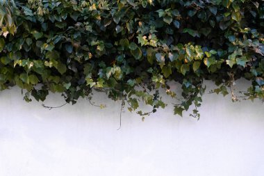 Decorative climbing ivy on a white exterior wall taking half of space for copy