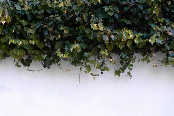 Decorative Climbing Ivy White Exterior Wall Taking Half Space Copy — ストック写真