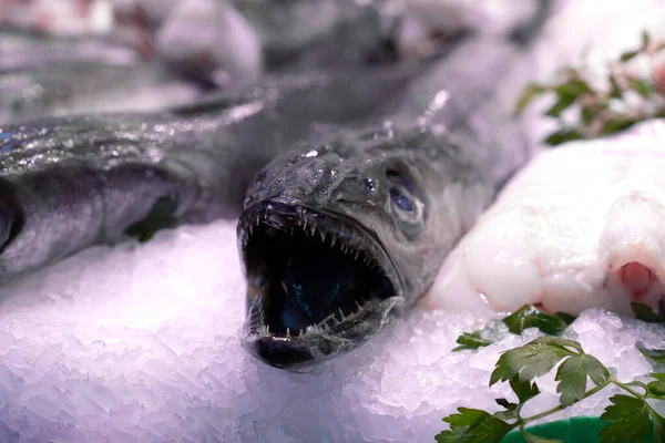 Hake fish with open mouth and sharp teeth. Fish market with hake on ice