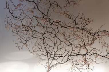 Dry, sharp branch. Bare old twig that looks like veins