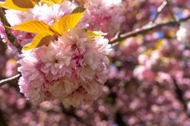 Güneşli bir baharda, pembe kiraz çiçeklerinin yakın çekimi.