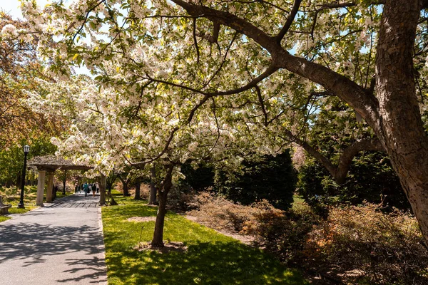 春に植物園で木を咲かせます 晴れた日と自然 — ストック写真