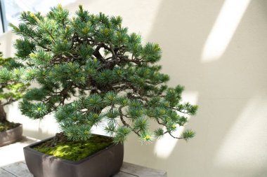 Doğal Pinus Parviflora Bonsai 'nin minyatür ağacı.