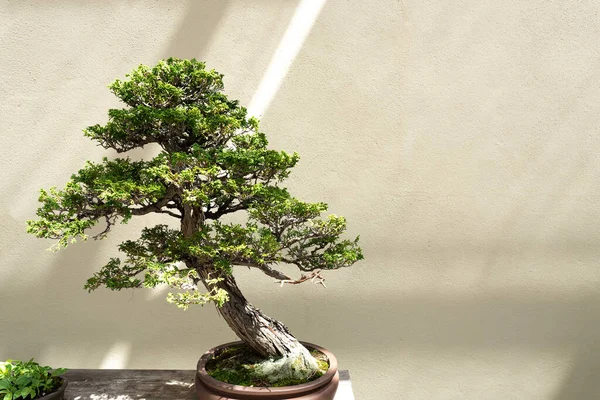 Természetes Chamaecyparis Obtusa Bonsai Miniatűr Fája Falnak Támasztva — Stock Fotó