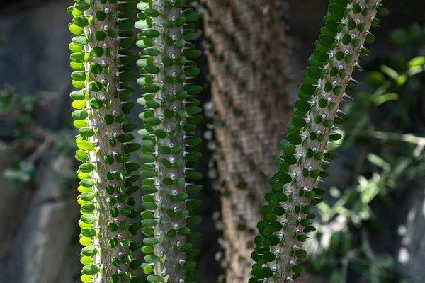 Fantsiolotse, plant native to Madagascar environment. Stems with small round, green leaves and thorns