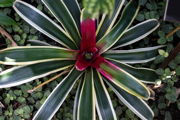 Top view of a tropical plant called Neoregelia in the Bromeliad flower family