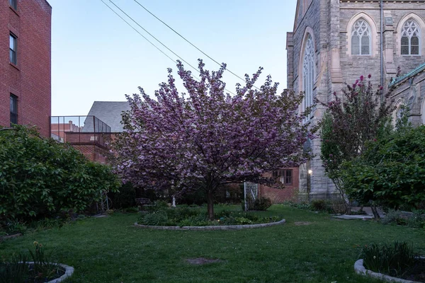 裏庭の真ん中に紫色の花で桜の木を咲かせます 美しい庭園のある住宅地 — ストック写真