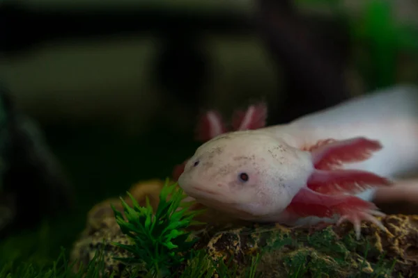 Axolotl Ambystoma mexicanum akvaryumda çimlerin üzerinde yürüyor. Bir akvaryumda amfibi ya da semender