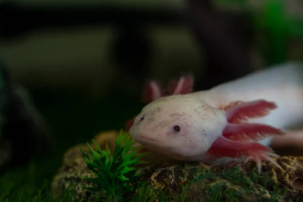 Axolotl Ambystoma Mexicanum Caminando Sobre Una Hierba Acuario Anfibios Salamandras — Foto de Stock