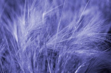 Mor renkli bir renge boyanmış çiğ damlaları olan bir çim arka planı. Yüksek kalite fotoğraf