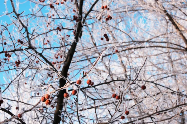 하늘을 배경으로 얼어붙은 사과들 리메로 덮였다 고품질 — 스톡 사진