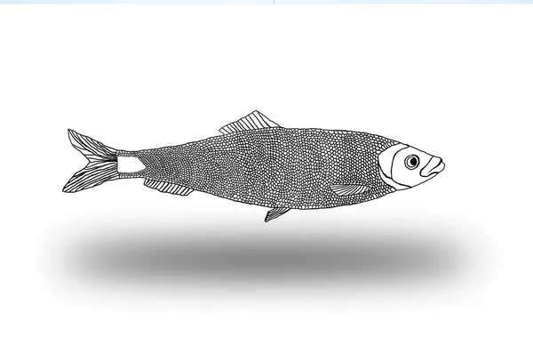 Контуры Рыбы Тенью Белом Фоне — стоковое фото