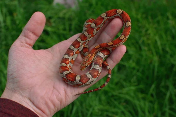 緑の草を背景に手に横たわるヘビを — ストック写真