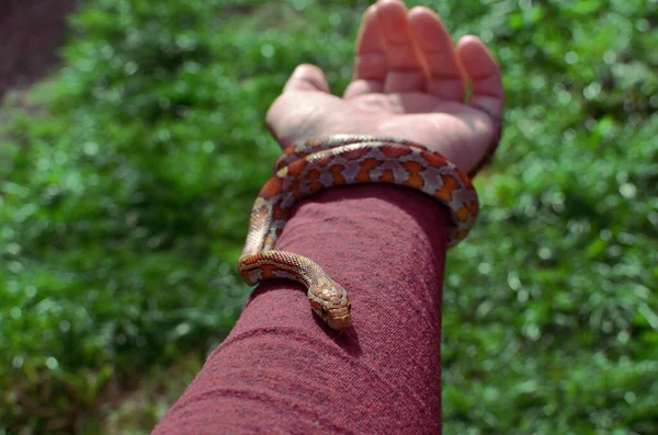 Cobra Milho Deitado Mão Contra Fundo Grama Verde — Fotografia de Stock