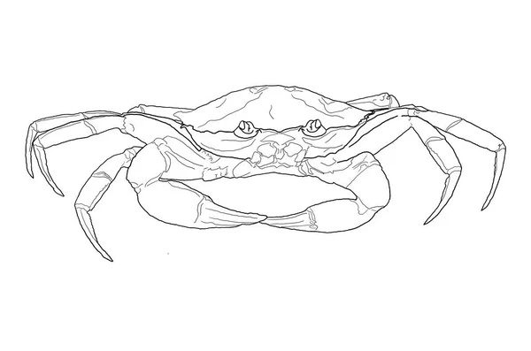 Croquis Crabe Illustré Sur Fond Blanc — Photo