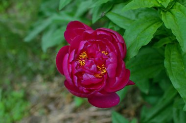 Parlak Mallin şakayığı yeşil yaprakların arka planında