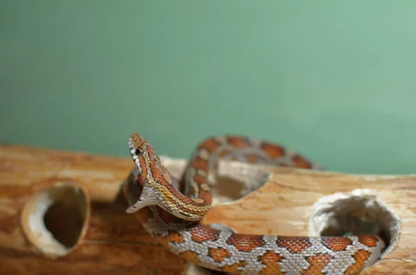 Serpiente Maíz Fondo Madera Decorativa —  Fotos de Stock