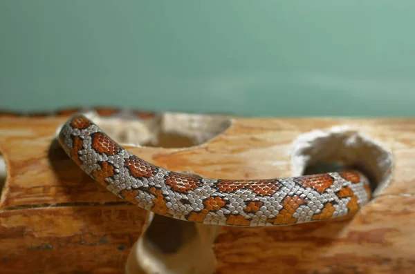 装饰木背景下的玉米蛇 — 图库照片