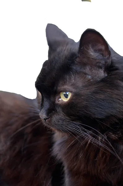 Schöne Schwarze Katze Isoliert Auf Weißem Hintergrund — Stockfoto