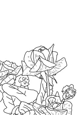 Beyaz arkaplanda yaprakları olan gül goncalarının çizimi