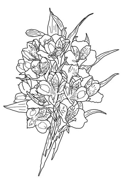 Sketch Bouquet Lilies White Background — Stok fotoğraf