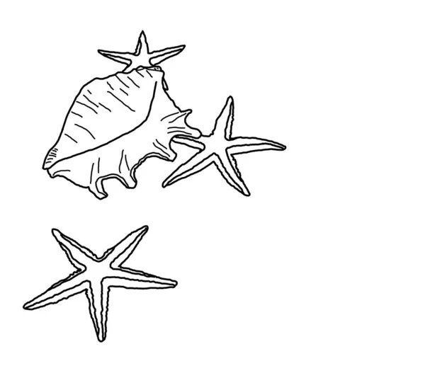 Shell Starfish Sketch — Stock fotografie