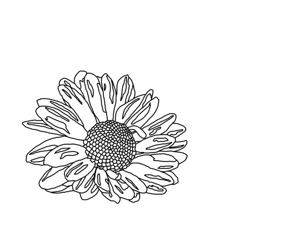 Flower Outline Pattern White Background — ストック写真