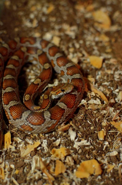 Beautiful Corn Snake Resting Its Belly — 图库照片