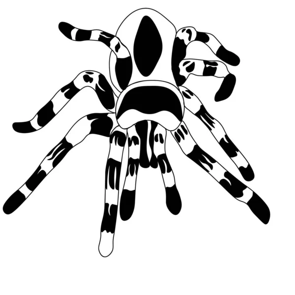 Black Spider Tarantula Illustrated White Background — Archivo Imágenes Vectoriales