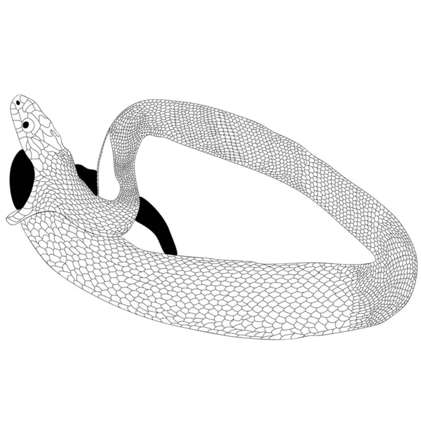 Beyaz arka planda gösterilen mısır yılanı