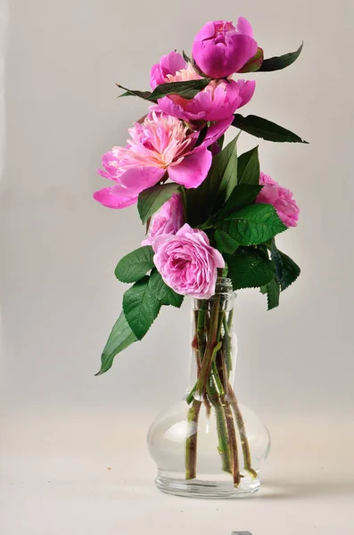 Peonies Vase Water White Background — Stock Photo, Image