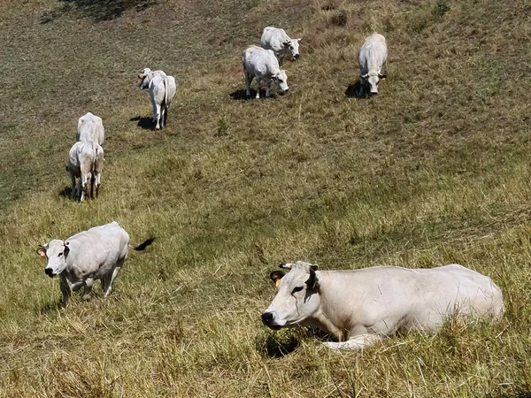 Koeien Grazen Piemonte Alpen Die Kruiden Verbranden Eten Die Ons — Stockfoto