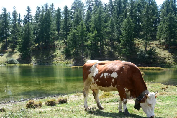 Piemonte Koeien Weilanden Van Sauze Oulx — Stockfoto