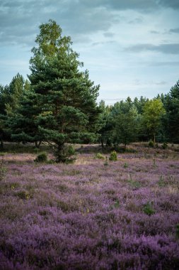 Çiçekli çalılar ve güzel bir Noel ağacı ile benekli güzel bir tarla.