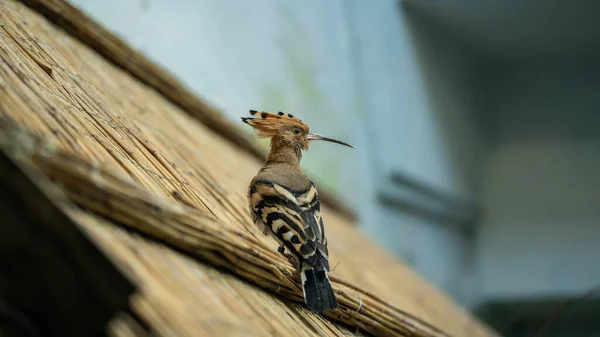 Niesamowite Hoopoe Siedzi Dachu Budynku Niesamowite Dzikiej Przyrody — Zdjęcie stockowe