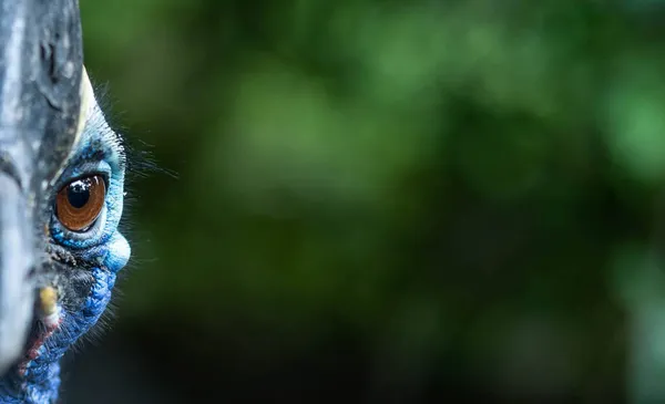 Σοβαρή Ματιά Cassowary Καλύτερα Μην Αστειεύεστε Μαζί Μου Καταπληκτική Άγρια — Φωτογραφία Αρχείου