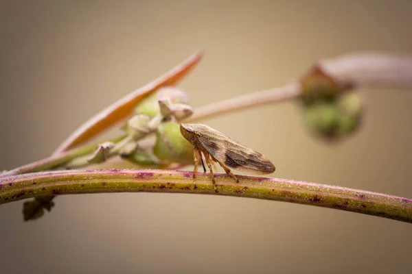 Die Einzigartige Zikade Ist Unter Der Umwelt Versteckt Erstaunliche Tierwelt — Stockfoto