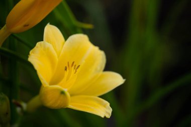 İnanılmaz sarı zambak, parlak doymuş rengiyle, inanılmaz vahşi yaşam
