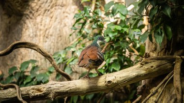 Bir dalda oturan yeşil güvercin, inanılmaz vahşi yaşam